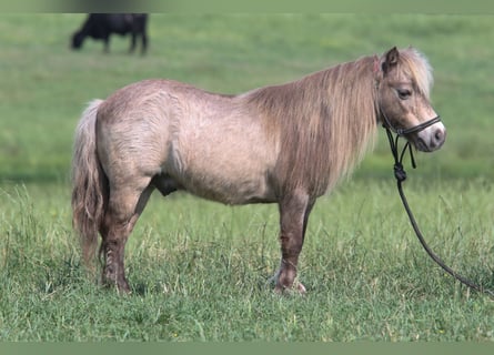 Weitere Ponys/Kleinpferde, Wallach, 12 Jahre, 79 cm