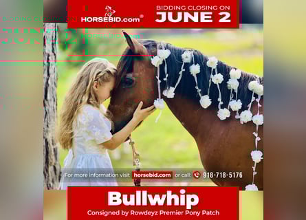 Weitere Ponys/Kleinpferde, Wallach, 13 Jahre, 127 cm, Rotbrauner