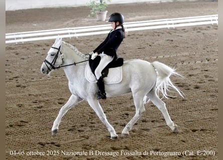 Weitere Ponys/Kleinpferde, Wallach, 13 Jahre, 137 cm, Schimmel