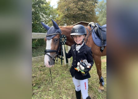 Weitere Ponys/Kleinpferde, Wallach, 15 Jahre, 140 cm, Fuchs