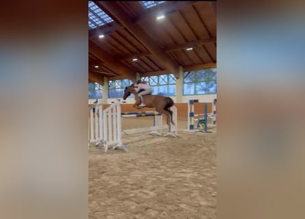 Weitere Ponys/Kleinpferde Mix, Wallach, 18 Jahre, 140 cm, Fuchs