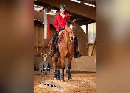 Weitere Ponys/Kleinpferde Mix, Wallach, 21 Jahre, 154 cm, Brauner