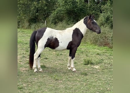 Weitere Ponys/Kleinpferde, Wallach, 2 Jahre, 137 cm, Schecke