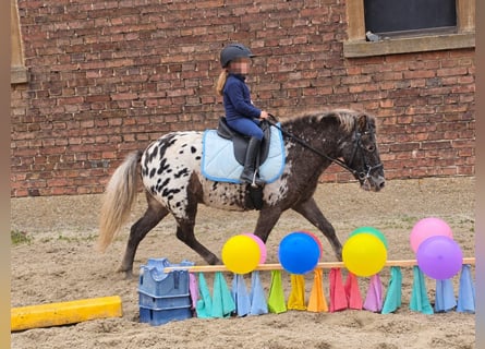 Weitere Ponys/Kleinpferde, Wallach, 3 Jahre, 115 cm, Tigerschecke