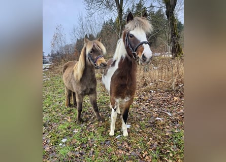 Weitere Ponys/Kleinpferde, Wallach, 3 Jahre, 125 cm, Schecke