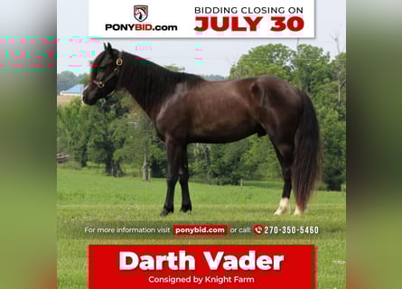 Weitere Ponys/Kleinpferde, Wallach, 3 Jahre, 132 cm, Rappe