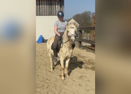 Weitere Ponys/Kleinpferde, Wallach, 3 Jahre, 135 cm, Palomino