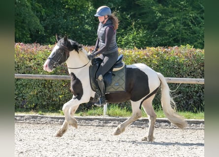 Weitere Ponys/Kleinpferde, Wallach, 3 Jahre, 135 cm, Schecke