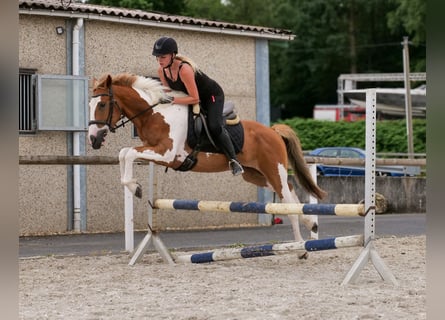 Weitere Ponys/Kleinpferde, Wallach, 3 Jahre, 145 cm, Schecke