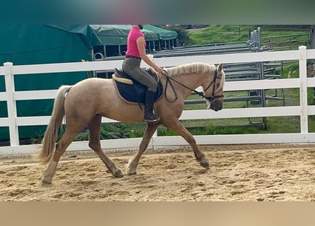 Weitere Ponys/Kleinpferde, Wallach, 3 Jahre, 155 cm, Palomino
