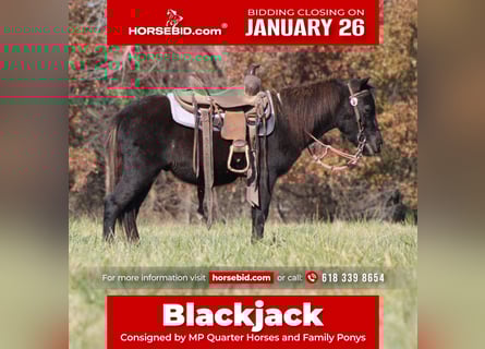 Weitere Ponys/Kleinpferde, Wallach, 4 Jahre, 102 cm, Rappe