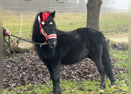 Weitere Ponys/Kleinpferde, Wallach, 4 Jahre, 116 cm, Rappe