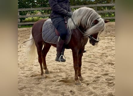 Weitere Ponys/Kleinpferde, Wallach, 4 Jahre, 117 cm, Dunkelfuchs