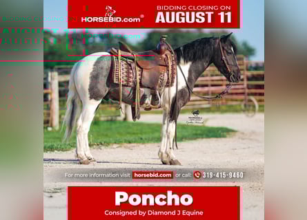 Weitere Ponys/Kleinpferde, Wallach, 4 Jahre, 122 cm