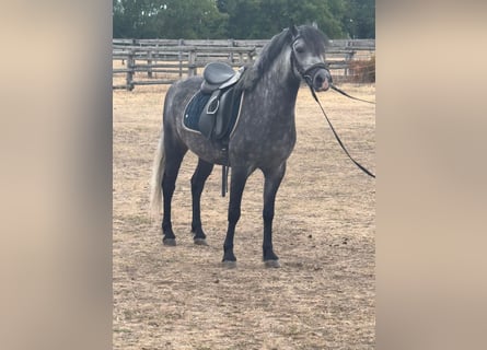 Weitere Ponys/Kleinpferde, Wallach, 4 Jahre, 130 cm, Apfelschimmel