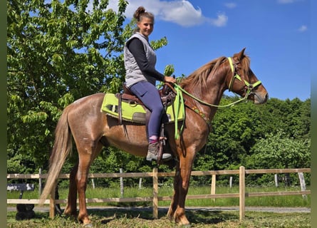 Weitere Ponys/Kleinpferde, Wallach, 4 Jahre, 133 cm, Fuchs