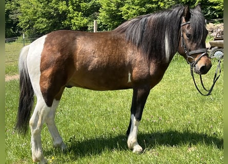 Weitere Ponys/Kleinpferde, Wallach, 4 Jahre, 135 cm, Schecke
