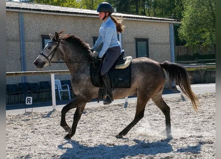 Weitere Ponys/Kleinpferde, Wallach, 4 Jahre, 138 cm, Schimmel