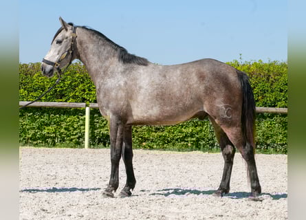 Weitere Ponys/Kleinpferde, Wallach, 4 Jahre, 138 cm, Schimmel