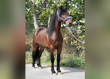 Weitere Ponys/Kleinpferde, Wallach, 4 Jahre, 140 cm, Brauner