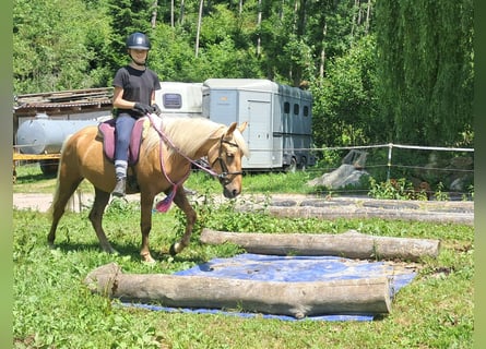 Weitere Ponys/Kleinpferde, Wallach, 4 Jahre, 140 cm, Palomino