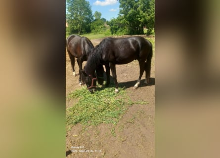 Weitere Ponys/Kleinpferde Mix, Wallach, 4 Jahre, 140 cm, Rappe