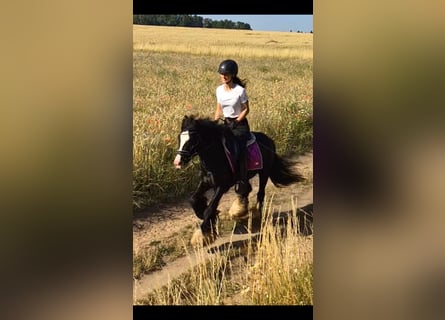 Weitere Ponys/Kleinpferde, Wallach, 4 Jahre, 140 cm, Rappe