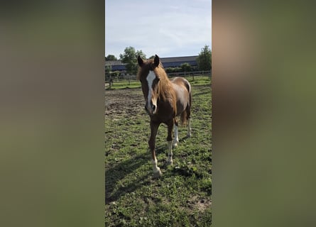 Weitere Ponys/Kleinpferde, Wallach, 4 Jahre, 146 cm, Fuchs