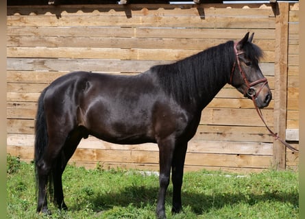 Weitere Ponys/Kleinpferde, Wallach, 4 Jahre, 148 cm, Dunkelbrauner