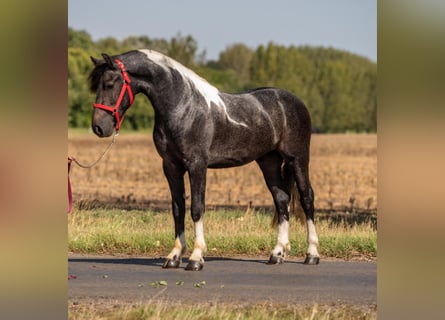 Weitere Ponys/Kleinpferde, Wallach, 4 Jahre, 148 cm, Schecke