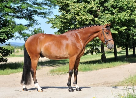Weitere Ponys/Kleinpferde, Wallach, 4 Jahre, 149 cm, Brauner