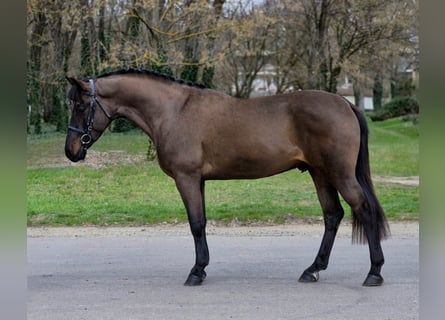 Weitere Ponys/Kleinpferde, Wallach, 4 Jahre, 150 cm, Brauner