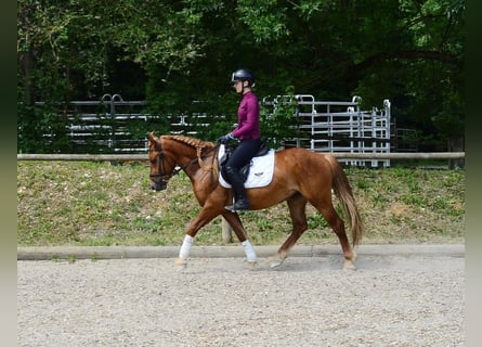 Weitere Ponys/Kleinpferde, Wallach, 4 Jahre, 150 cm, Fuchs