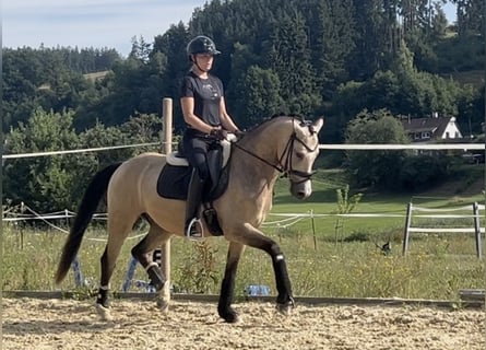 Weitere Ponys/Kleinpferde, Wallach, 4 Jahre, 151 cm, Champagne