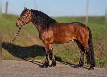 Weitere Ponys/Kleinpferde, Wallach, 4 Jahre, 152 cm, Brauner