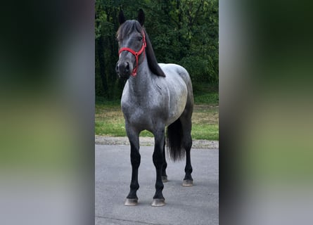 Weitere Ponys/Kleinpferde, Wallach, 4 Jahre, 152 cm, Roan-Blue