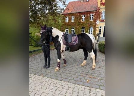 Weitere Ponys/Kleinpferde, Wallach, 4 Jahre, 155 cm, Schecke