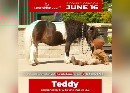 Weitere Ponys/Kleinpferde, Wallach, 4 Jahre, 81 cm