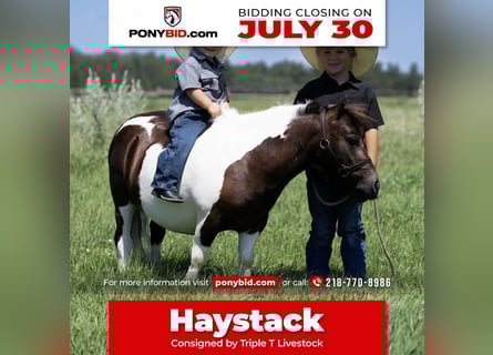 Weitere Ponys/Kleinpferde, Wallach, 4 Jahre, 86 cm