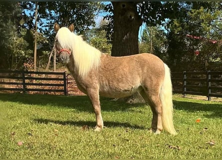 Weitere Ponys/Kleinpferde, Wallach, 4 Jahre, 94 cm, Rotbrauner