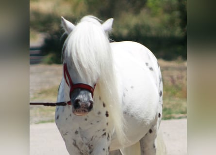 Weitere Ponys/Kleinpferde, Wallach, 5 Jahre, 110 cm, Schimmel