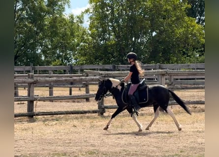 Weitere Ponys/Kleinpferde, Wallach, 5 Jahre, 117 cm, Schecke