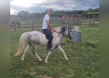 Weitere Ponys/Kleinpferde, Wallach, 5 Jahre, 123 cm, Schecke