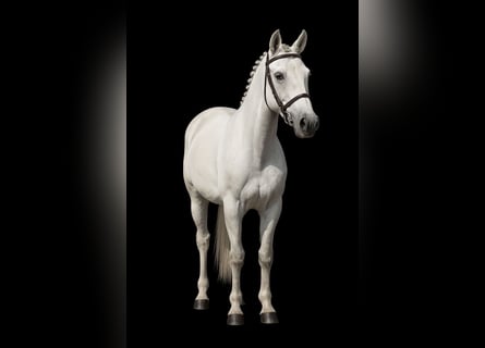 Weitere Ponys/Kleinpferde, Wallach, 5 Jahre, 125 cm, Schimmel