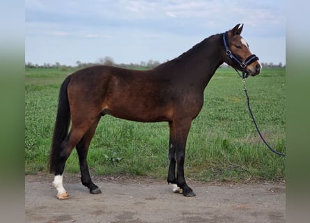 Weitere Ponys/Kleinpferde, Wallach, 5 Jahre, 142 cm, Brauner