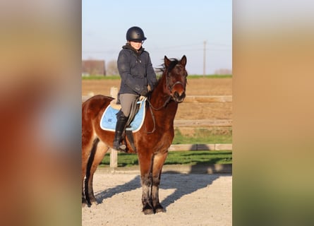 Weitere Ponys/Kleinpferde, Wallach, 5 Jahre, 142 cm, Brauner