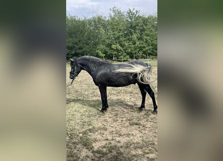 Weitere Ponys/Kleinpferde, Wallach, 5 Jahre, 144 cm, Schimmel