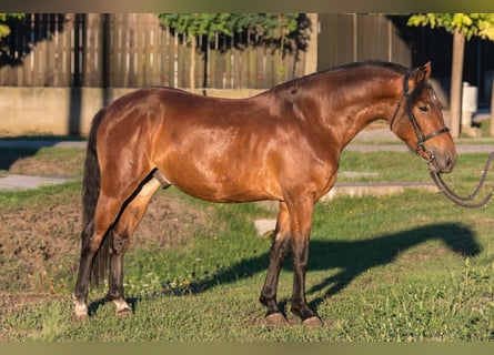 Weitere Ponys/Kleinpferde, Wallach, 5 Jahre, 145 cm, Brauner