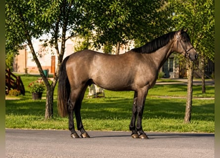 Weitere Ponys/Kleinpferde, Wallach, 5 Jahre, 145 cm, Dunkelbrauner