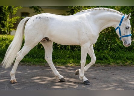 Weitere Ponys/Kleinpferde, Wallach, 5 Jahre, 145 cm, Tigerschecke